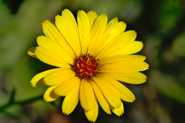 Close-up of a yellow english marigold (Calendula officinalis) garden flower on green background