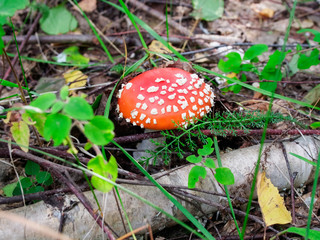 fly agaric in the forest