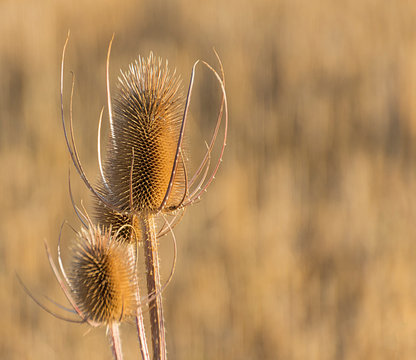 Dipsacus fullonum