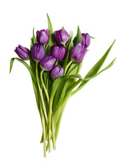 Fototapeta na wymiar An image of a bouquet of nine tulips as an isolated object