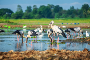 Openbill stork is a large bird on the lake in Thailand.