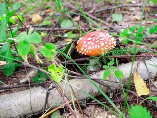fly agaric mushroom