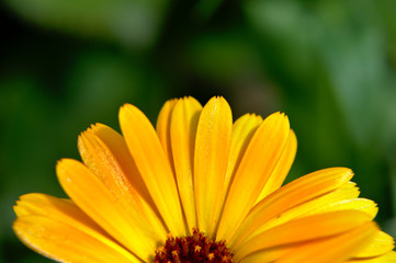 Close-up of a yellow english marigold (Calendula officinalis) garden flower on green background