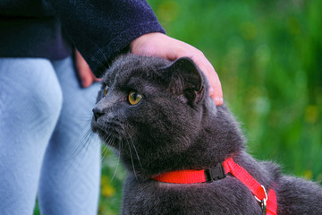Little child stroking a British blue shorthair cat in harness. Purebred gray cat and kid outdoors.
