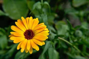 Close-up of a yellow english marigold (Calendula officinalis) garden flower on green background