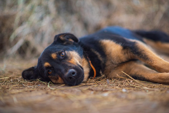 A stray dog is lying on the ground. Photographed close-up.