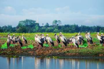 Openbill stork is a large bird on the lake in Thailand.