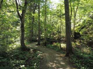 Path through the woods