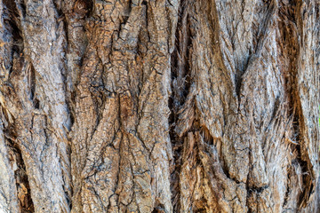 Closeup Tree Bark Texture For Background or Overlay