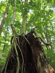 tree roots growing down