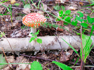 fly agaric in the grass by the fallen birch 4