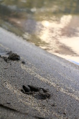 huellas de perro en el suelo al lado de un lago y un bosque