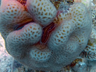 A Coral Clam (Pedum spondyloidum) in the Red Sea