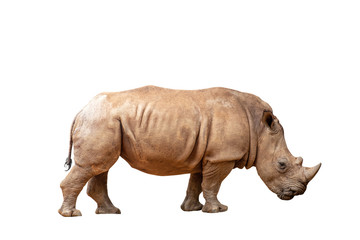 Obraz premium Rhino isolated on white background with clipping path.