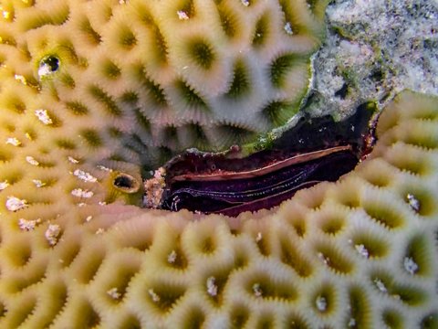 A Coral Clam (Pedum spondyloidum) in the Red Sea