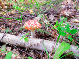 fly agaric in the grass by the fallen birch 6