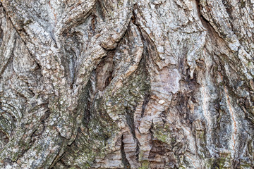 Closeup Tree Bark Texture For Background or Overlay