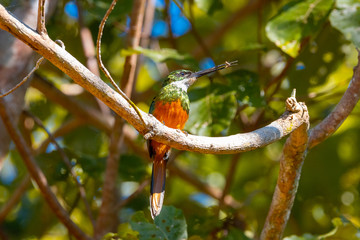 ariramba-de-cauda-ruiva