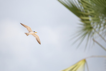 trinta-r&eacute;is-grande