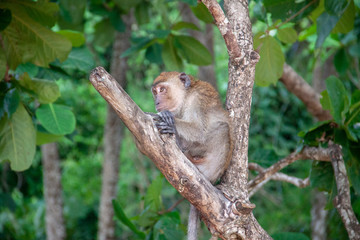 Monkey in the forest. Macaque sitting on a tree, in it's natural habitat in Thailand. Wildlife scene from Asia.