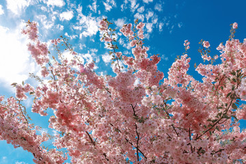 Fototapeta na wymiar Blossom sakura tree with blue sky background on a sunny day.