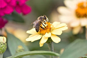 vie d'abeille 