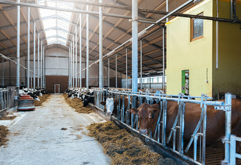 Dairy cows in modern automated milk farm.