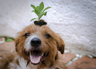 A dog with a plant on his head