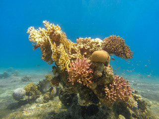 Naklejka na ściany i meble Coral reefs in the Red Sea, Egypt
