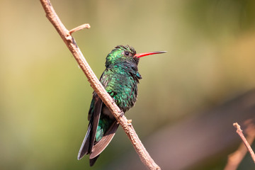besourinho-de-bico-vermelho