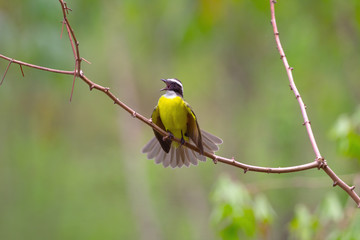 bentevizinho-de-asa-ferruginea