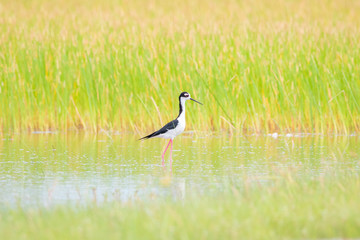 pernilongo-de-costas-negras