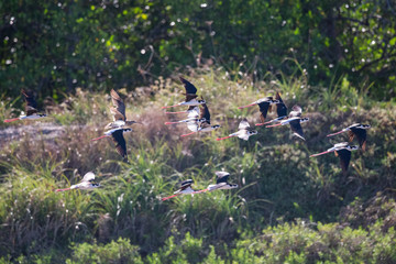 pernilongo-de-costas-negras