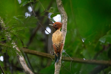 pica-pau-do-parnaíba