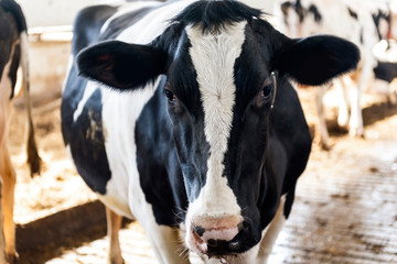 Obraz na płótnie Canvas Dairy cows in modern automated milk farm.