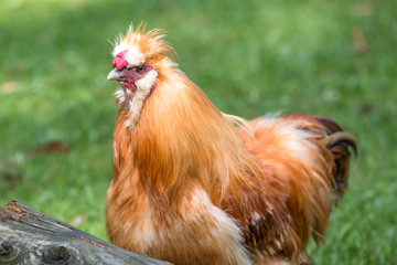 Dwarf-silky Chicken (Zwerg-Seidenhuhn, Zwergseidenhuhn)