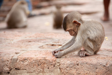 Cute baby monkey playing on the side of the road. Macaque portrait. Monkey life among people in Asian cities.