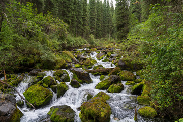 Fototapeta premium A small river in the forest in summer