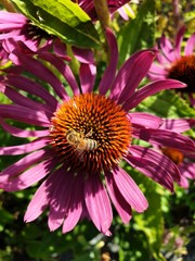 bee on pink flower