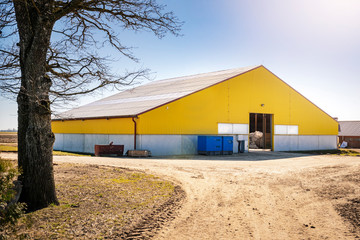 Fototapeta na wymiar Modern Yellow colour dairy cow farm.