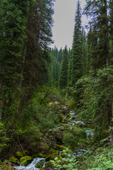 Panele Szklane  Mała rzeka w lesie latem