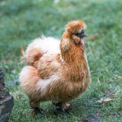 Dwarf-silky Chicken (Zwerg-Seidenhuhn, Zwergseidenhuhn)