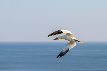 Fototapeta na wymiar flying northern gannet (Morus bassanus) over the water, near the island Heligoland in the north sea of Germany, blue sky, copy space