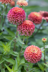 red flower in the garden