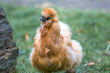Dwarf-silky Chicken (Zwerg-Seidenhuhn, Zwergseidenhuhn)