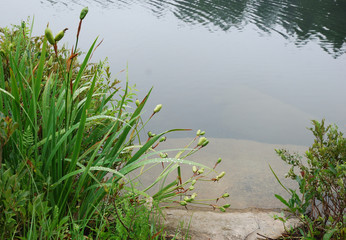 Morning dew on shoreline flowers and vegetation