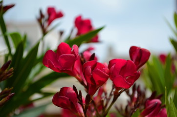 Petal pink oleander flower 