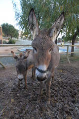Donkeys, countryside near Girona, Catalonia, Spain