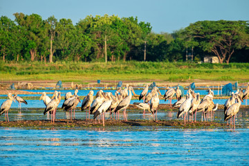 Openbill stork is a large bird on the lake in Thailand.