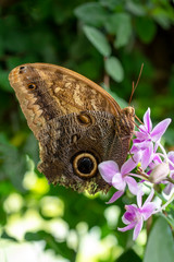 Fototapeta premium Closeup beautiful butterfly in a summer garden